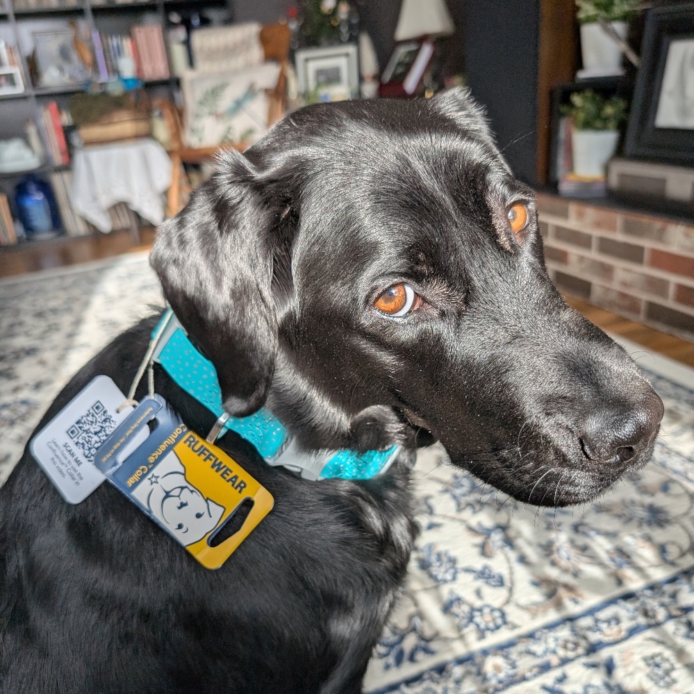 RuffWear Confluence Waterproof Dog Collar (20"-26, L)